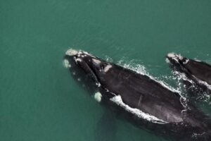 Comissão debate limites da área de proteção ambiental da baleia-franca em Santa Catarina – Notícias