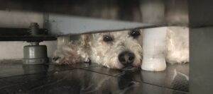 Nova lei proíbe tatuagens e piercing com fins estéticos em cães e gatos – Notícias