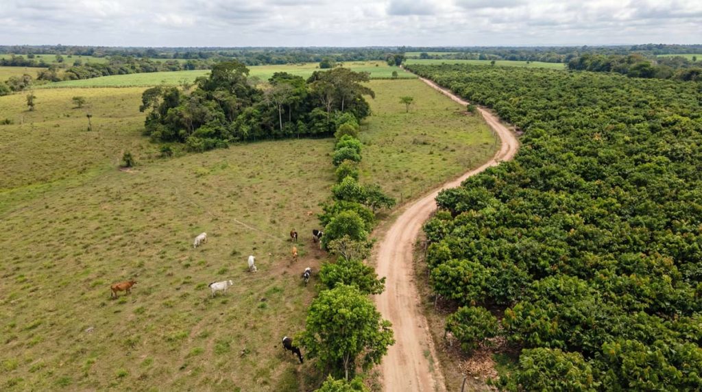 Estructura Agroecológica Principal