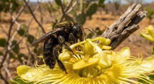 declínio das mamangavas