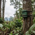 inteligência artificial na Amazônia