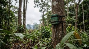 inteligência artificial na Amazônia
