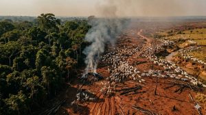 desmatamento por commodities agrícolas