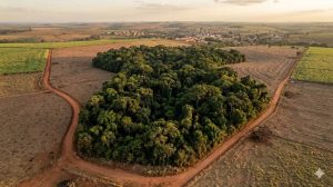 competência legislativa Mata Atlântica