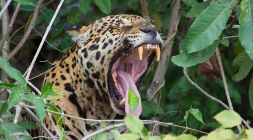 extinção da onça-pintada