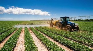 agrotóxicos no feijão em Mato Grosso