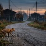  resistência antimicrobiana em fauna silvestre