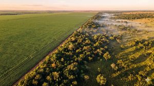 Taxonomia Sustentável Brasileira